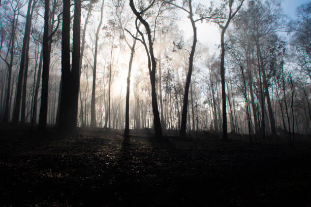 istock Burnt Aussie bush, in the fog, with partial blue sky. 1369477165