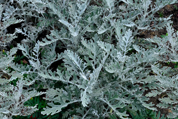 Silvery fluffy leaves of Cineraria on flowerbed Jacobaea maritima (Senecio Cineraria) or Silver ragwort - ornamental plant for gardening or landscaping. Silvery fluffy leaves of Cineraria on flowerbed - natural botany background. cineraria stock pictures, royalty-free photos & images