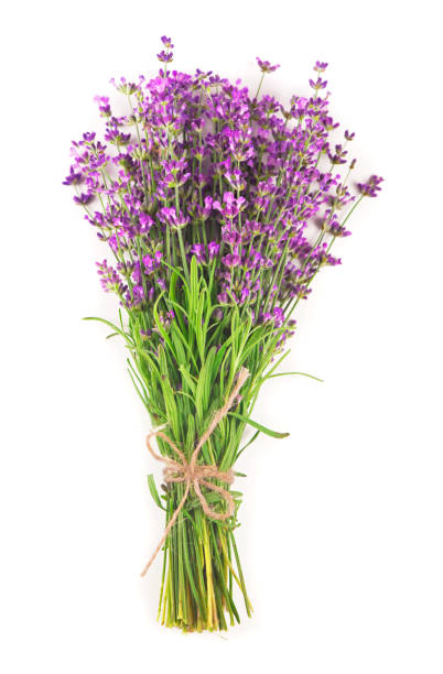 istock Fresh Lavender flowers on a white background 1369477470