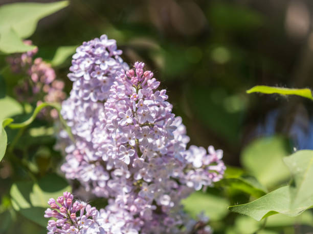 istock Pink Blooming Lilac Flowers in spring with blured background 1369478572