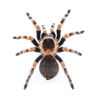 Mexican red knee tarantula from top view