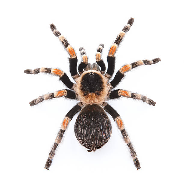 red knee tarantula Mexican red knee tarantula from top view spider photos stock pictures, royalty-free photos & images