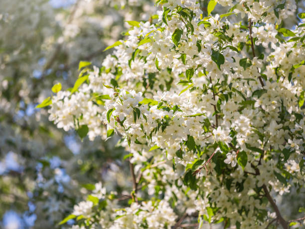 istock White blossoming apple trees. White apple tree flowers 1369479539