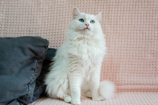 a cute white Angora cat with beautiful blue eyes is sitting on the sofa on a pink blanket and looking straight ahead. Portrait of fluffy white Turkish angora.
