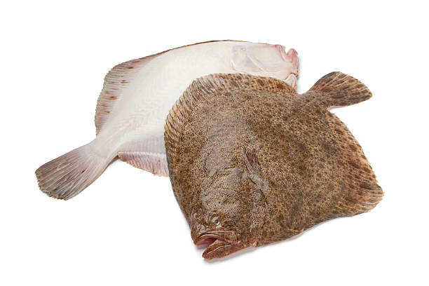 Pair of fresh Turbot fishes Pair of fresh Turbot  fishes on white background turbot stock pictures, royalty-free photos & images
