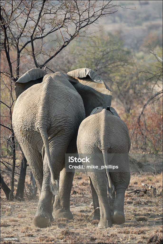 Walking Away Mother and Daughter Elephant walking together 14-15 Years Stock Photo