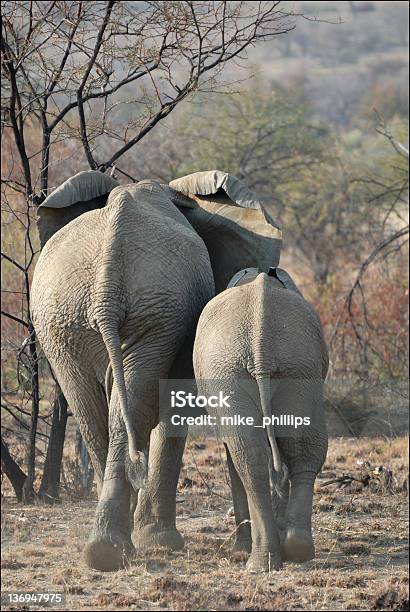 Walking Away Stock Photo - Download Image Now - 14-15 Years, Africa, African Elephant