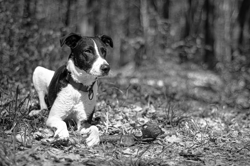 Monochrome dog portrait in the woods. Black and white dog sitting on withered leaves and observing the forest. Selective focus on the details, blurred background.