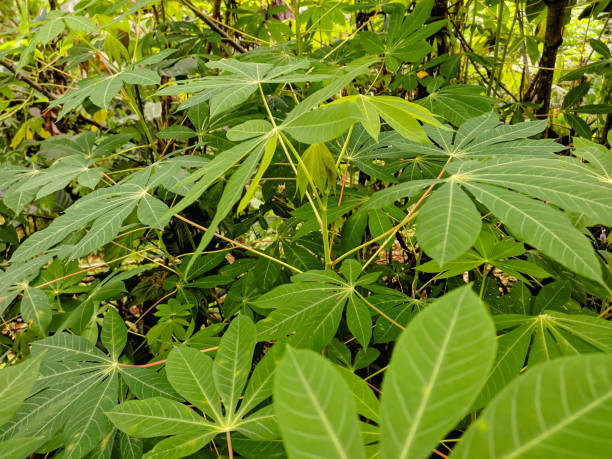 istock Manihot esculenta or cassava plant 1369480467