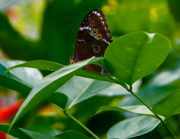 istock Blue Morpho Butterfly wings closed with multi-colored circles on green leaves in Amazon Rainforest. 1369481435
