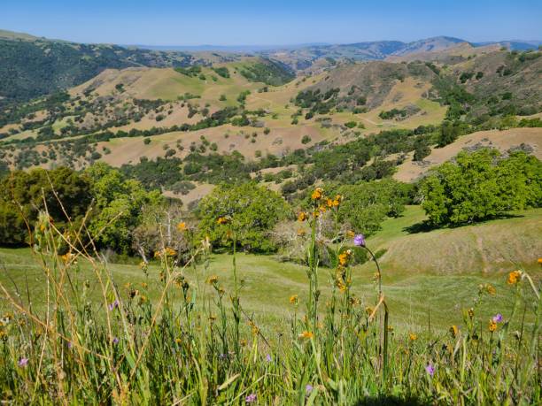 istock Fiddleneck wildflowers at Sunol Regional Wilderness, California 1369481601
