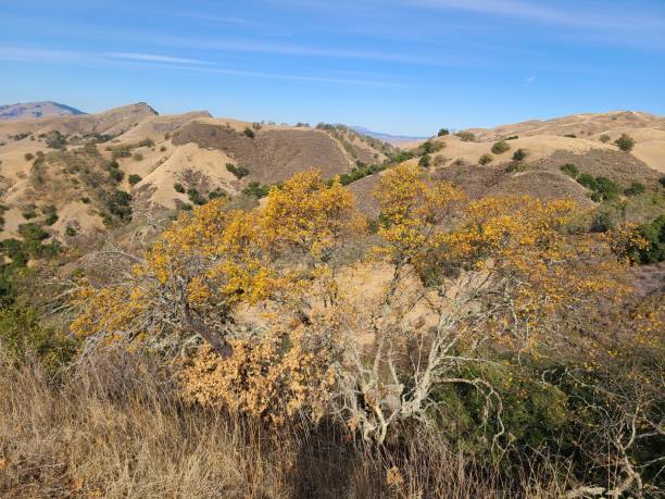 istock Valley Oak in Fall, Sunol Regional Wilderness, California 1369481717