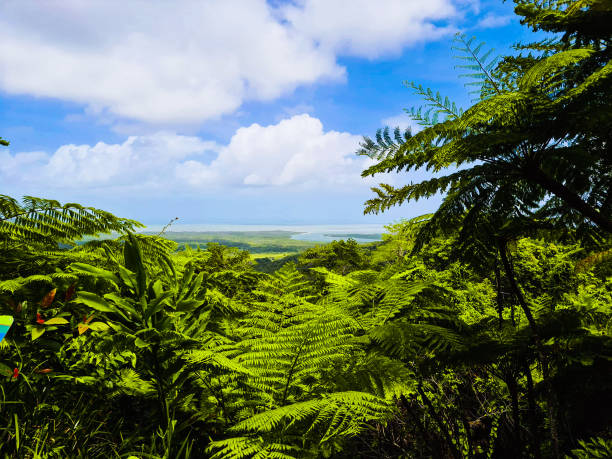 istock Far North Queensland Daintree 1369482551