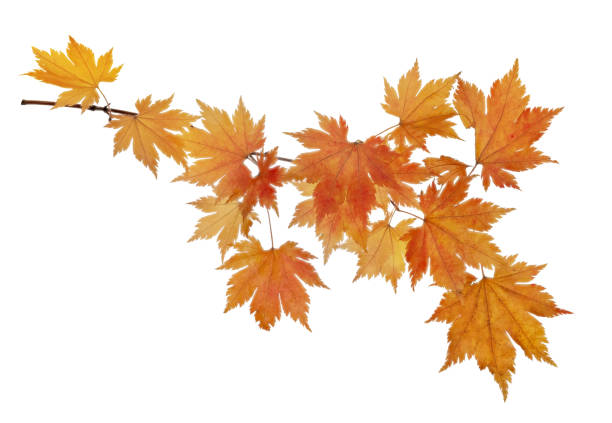 istock small maple tree branch with bright leaves isolated on white 1369483917