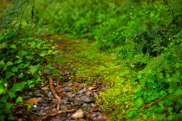 Taiwan, Taiping Mountain, Jianqing Old Road, forest trails, verdant green, green moss stock photo