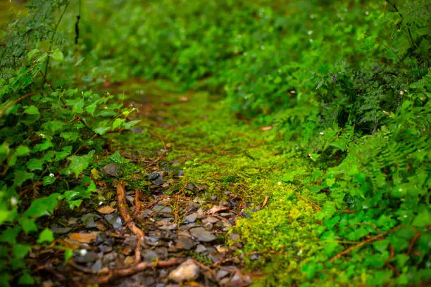 Photo of Taiwan, Taiping Mountain, Jianqing Old Road, forest trails, verdant green, green moss