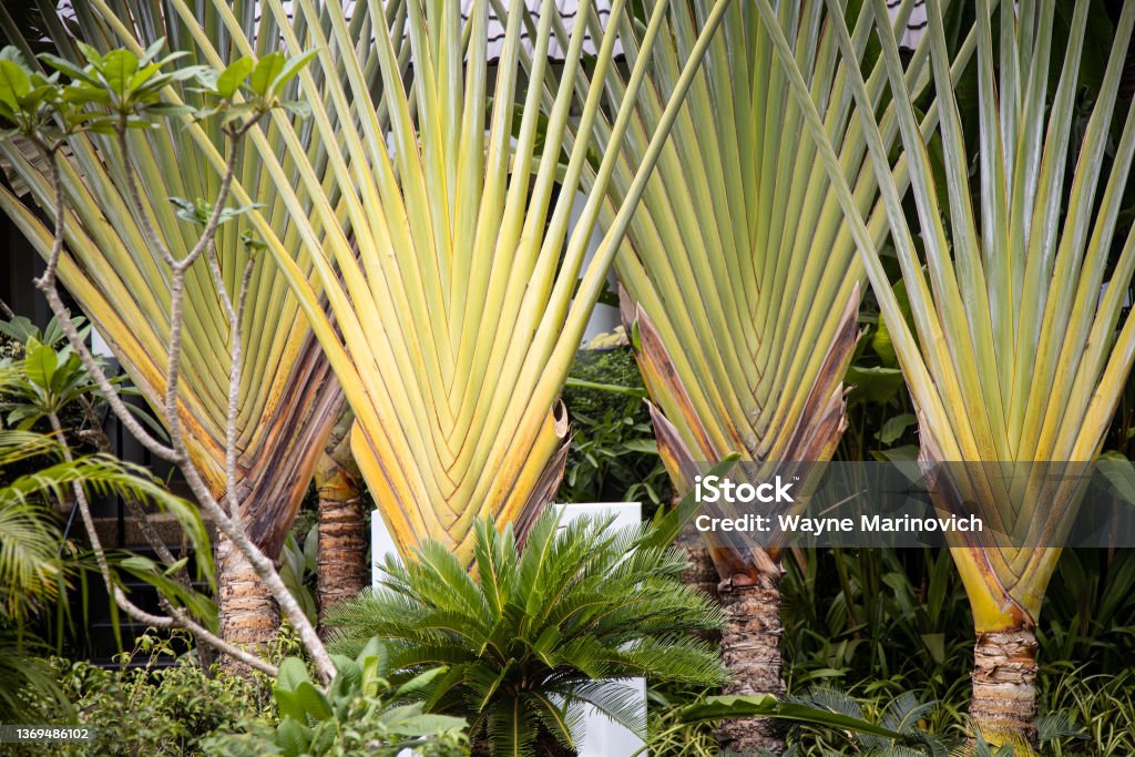 Giant palm fronds in a garden in Siem Reap Backgrounds Stock Photo