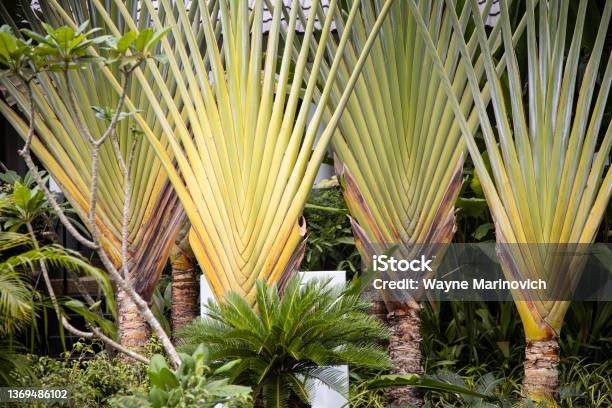 Giant Palm Fronds In A Garden In Siem Reap Stock Photo - Download Image Now - Backgrounds, Beauty In Nature, Cambodia