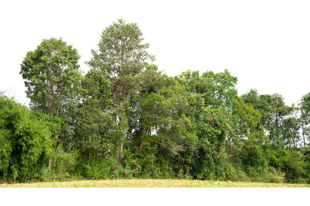 istock Group of Green trees isolated on white 1369486418