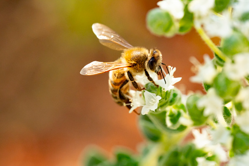 Wooden bee hive beside a yellow blooming rapeseed field