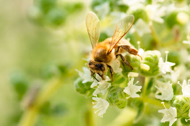 istock Honeybee on oregano blossom 1369487507