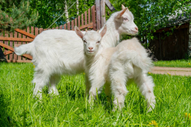istock Two cute little white goat. 1369488553