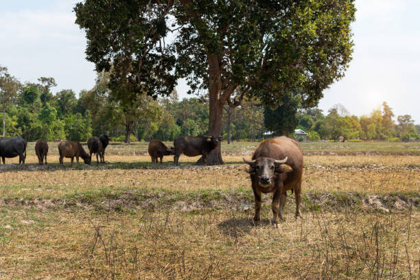 istock Water Buffalo Standing graze rice grass field 1369489674