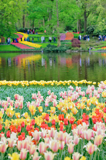 istock beautiful blooming tulips. 1369491830