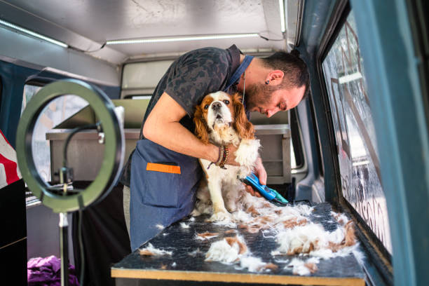 40+ Dog Grooming Mirror Pet Grooming Salon Stock Photos, Pictures &  Royalty-Free Images - iStock