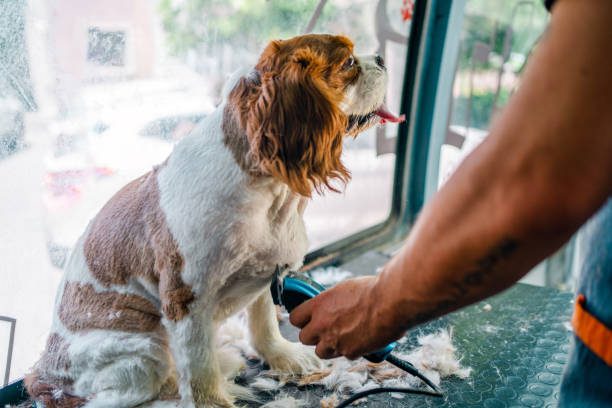 istock Grooming the spaniel in pet grooming track 1369495388