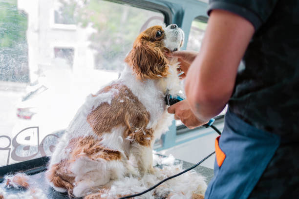 istock Grooming the spaniel in pet grooming track 1369495708
