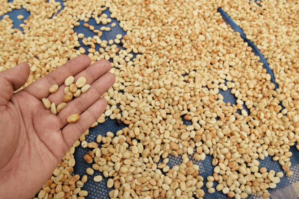 istock close up of green coffee beans 1369496577