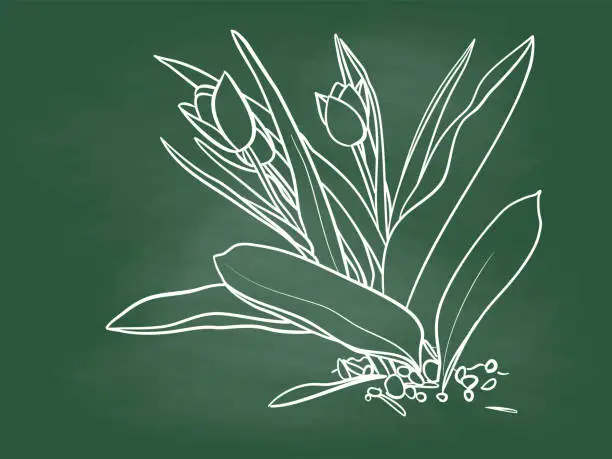 Vector illustration of Tulips in Bloom for Spring Chalkboard