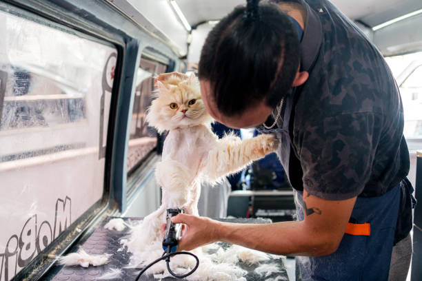 istock Grooming the domastic cat in pet grooming track 1369496737