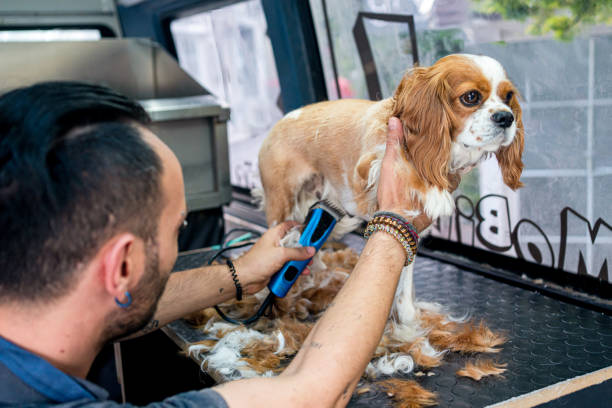 istock Grooming the spaniel in pet grooming track 1369496738