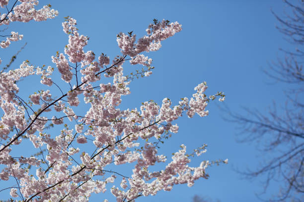 istock Hanami holiday. Sakura flower tree. Delicate branch in sunny day. Spring background. Tenderness concept. Pink flowers 1369496866