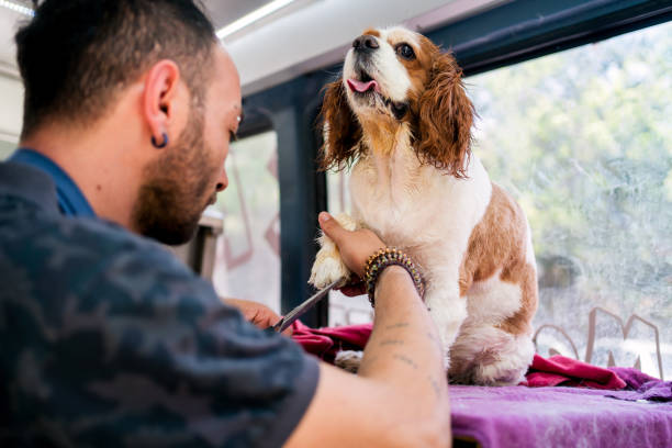 istock Grooming the spaniel in pet grooming track 1369497130