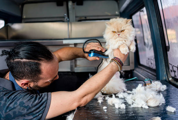 Grooming the domastic cat in pet grooming track stock photo