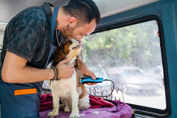 istock Grooming the spaniel in pet grooming track 1369498031