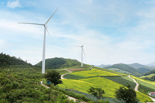 Wind turbines, plateau, rape blossoms