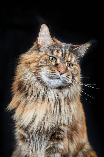 istock Studio portrait large Maine Coon cat on black background 1369499359