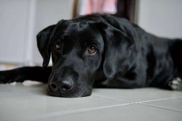 istock Cute black dog with curious look 1369499580