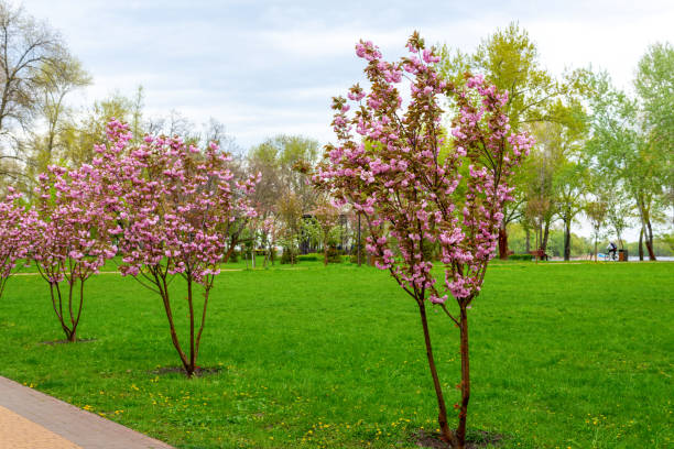 istock Blooming magnolias in the park.