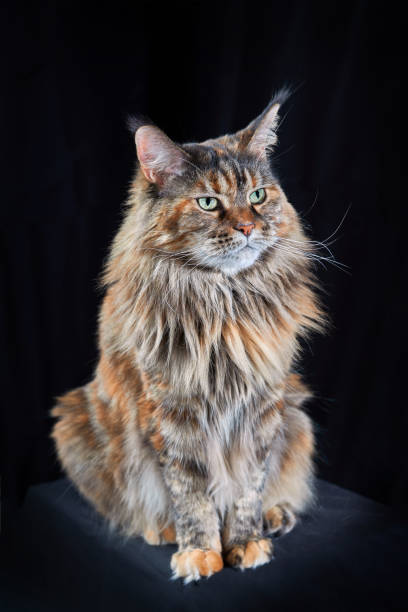istock Studio portrait large Maine Coon cat isolated on black background 1369499779