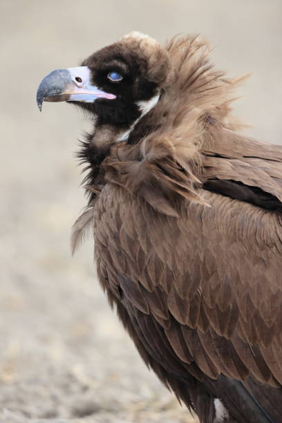 istock Cinereous vulture in Japan 1369500318