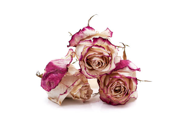 30,000+ Dead Rose Pictures | Download Free Images on Unsplash