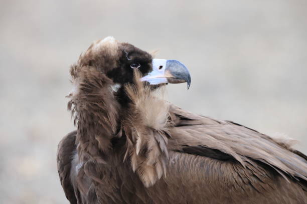 istock Cinereous vulture in Japan 1369500792