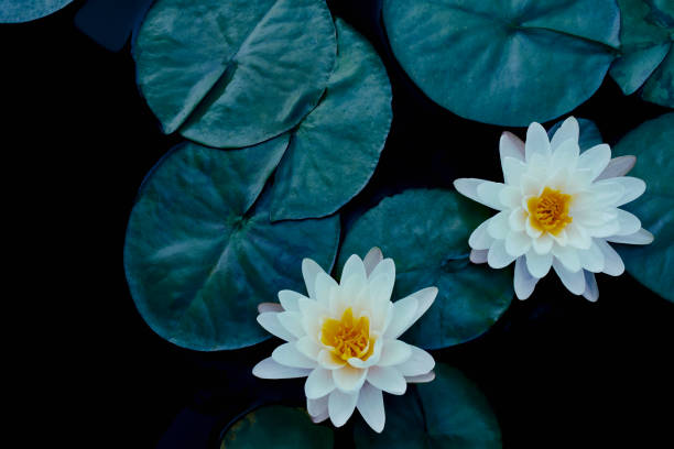white lotus water lily flower, purity nature background white lotus water lily blooming on water surface, symbol of Buddhism white lotus stock pictures, royalty-free photos & images