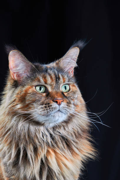 istock Studio portrait large Maine Coon cat isolated on black background 1369501770
