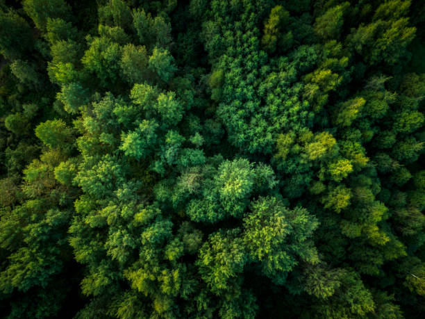 Aerial view of green summer forest directly above stock photo